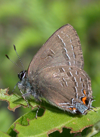 Banded Hairstreak